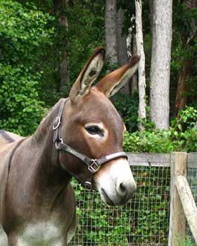 Critter Haven Farm Miniature Donkeys